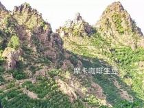 2021 New Season Yemeni Mocha Sanani Ancient Early Flavor Imported Coffee Raw Beans Suncoffees 500g