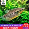 Товары от 鱼之城水族