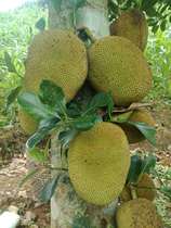 Yunnan Dehong seasonal fruit yellow heart jackfruit gold silk hemp hammer cow belly fruit is now picked and sent Net weight 6-10 pounds