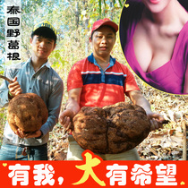 Pure Thai Pueraria root powder white high breast plump chest enlarged female postpartum recovery suitable for papaya powder