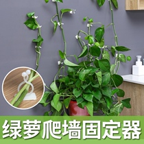 Flower Wall Fixer Green Laura climbing Climbing Wall Climbing Wall Climbing Wall God Instrumental Hook Wall Fixed Buckle Suction Cup Green