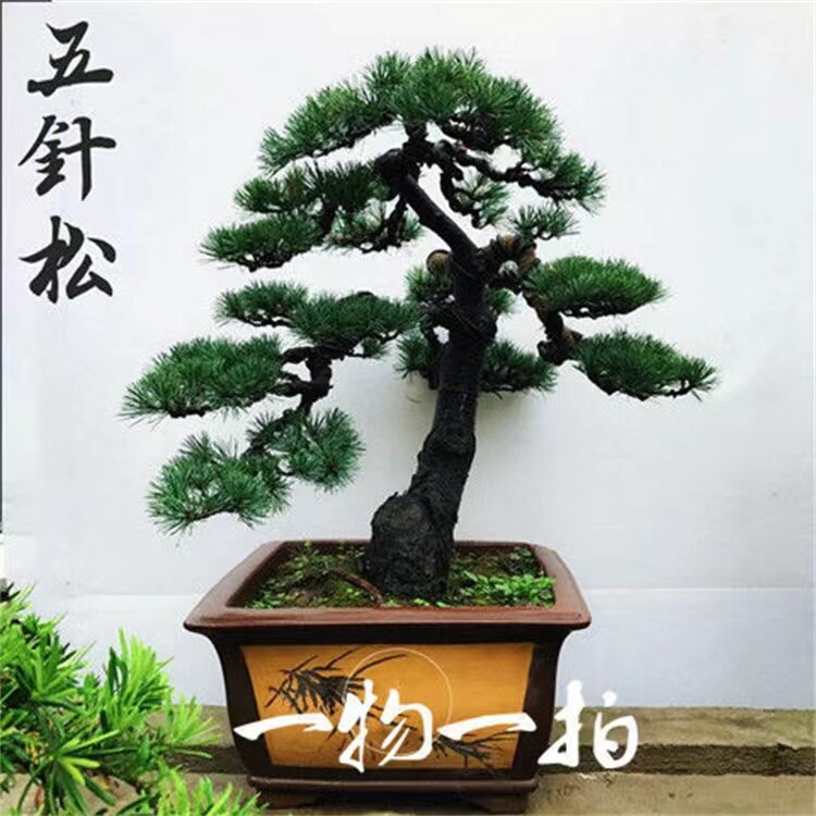 ピ*ピ様 日本の五針松小品 五针松精品盆栽-五针松精品盆栽促销价格、五针松精品盆栽品牌- 淘宝
