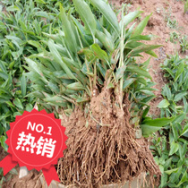 ()5 strains of 20 yuan Amomum seed seedlings specifications 20-25cm with mud cling film Yunnan delivery