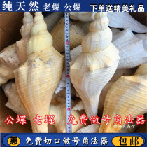 Natural conch shell Long fragrant conch Old horn conch Sound conch Male conch Tantric instrument Dharma Taoist horn Conch
