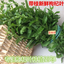 Lycium barbarum leaves fresh wolfberry leaves 1kg with branches of wolfberry vegetables Tulou specialties picked fresh delivery on the same day