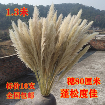 Reed Pu Reed dried flower landing room wedding decoration Net red decoration real flower home wedding bouquet 10