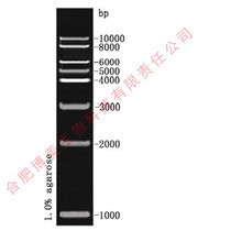 Ladder Marker Research Experiment with 1kb DNA with Ticket 50T 100T(2 × 250 μl)