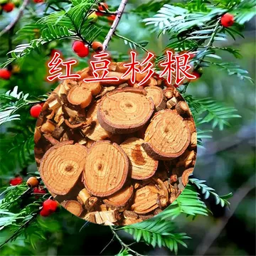 红豆树红豆杉-红豆树红豆杉促销价格、红豆树红豆杉品牌- 淘宝