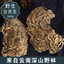 Yunnan Wild Yunzhi Variegated Yunzhi Yellow Yunzhi Melaleuca Mushroom Gray Zhi Pruning Wild Yunzhi Slices 500g