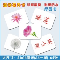 Durman flashcards Encyclopedia Botanical Flowers Infant Right Brain Potential Development Cognitive Literacy Early card
