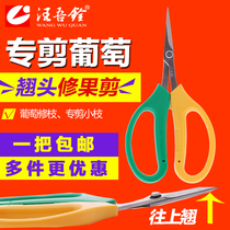 Wang Wuquan Qiaotou Fruit and vegetable scissors Thin fruit grape repair scissors 2108 Fruit tree pruning fleshy potted landscape pruning scissors