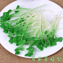 Simulation vegetable seedling model bean sprouts sprouts vegetable chicken feather vegetable varieties vegetable accessories with shooting props toys