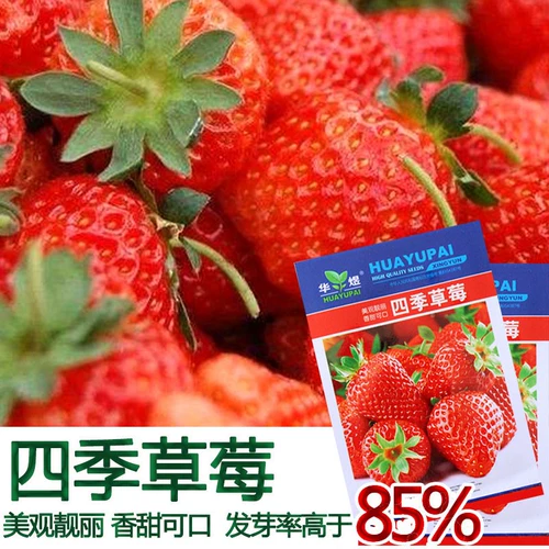 Семена семян семян с съедобным кремом, комнаты для посадки четырех сезонов, фруктовая ферма на балконе, ферма, семена овощей клубники