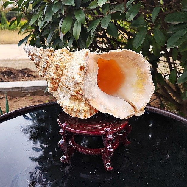 大法螺-大法螺促销价格、大法螺品牌- 淘宝