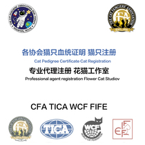 Fidelity Pedigree registered cat CFA Pedigree certificate CFA Green paper cat certificate CFA cat house cat certificate