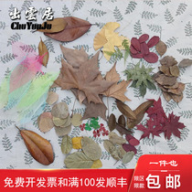 Dead tree leaf maple leaf dried flower specimen true dead leaf decoration natural deciduous stickers dry leaves sycamore leaves handmade leaves