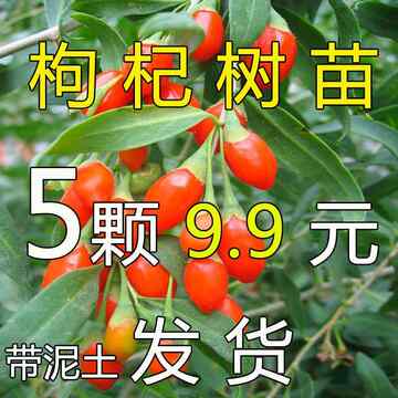 黑枸杞树苗宁夏新疆红色食用枸杞苗老桩盆景盆栽种植枸杞子果树苗