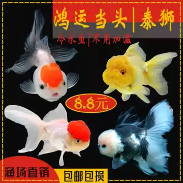 丹顶红狮子头-丹顶红狮子头促销价格、丹顶红狮子头品牌- 淘宝