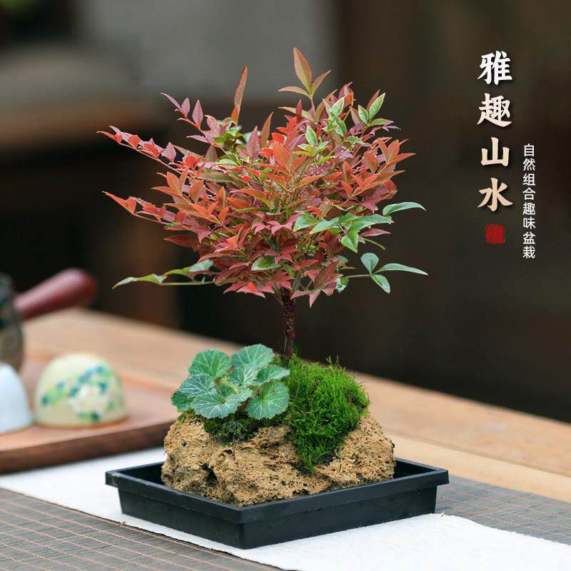 内门竹吸水石盆栽-内门竹吸水石盆栽促销价格、内门竹吸水石盆栽品牌- 淘宝