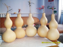 Natural large gourd 40 cm