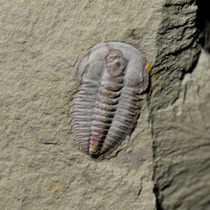 Trilobite fossil * Lan ancient oil comb