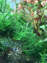Mini black wood fern underwater breeding player product 4cm diameter length