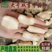Selected double-cut large dried mushroom feet polished non-impurity dry goods mushroom roots Yunnan shiitake mushrooms with five catties