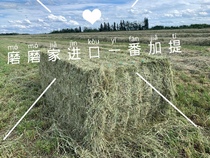Grinding Home Imports Canada Ti Moses Doubled Gattiron Cat Rabbit Dutch Pig Pet Grinders Grass