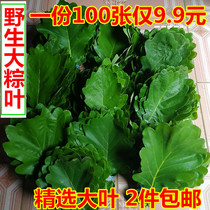 End Afternoon Volu Hills with Leaf Dried Zongzongzongzongzongzongzi Leaf Berleleaf Cake Big Quercus Leaves Fresh Pineapple Leaves