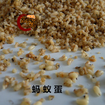 Fresh ant eggs Ant seed nutrition insects Ant eggs Insect notes Fresh frozen transport 500g