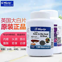Great white film British big white Film fish disease ornamental fish convex eye Head Hole ascites inside the head hole ascites sent insect repellent white point nitrifying bacteria
