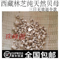50 grams three days invalid refund full Tibetan natural Fritillaria Tibetan Bei Chuanbei same goods Chengdu 260