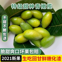 Fujian specialty green olive No. 2 sweet olive fresh green fruit pregnant woman fruit raw old sandalwood no slag crisp sweet