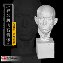 Farmer muscle plaster image teaching aids sketch still life sketching art textbook head bust factory direct sales