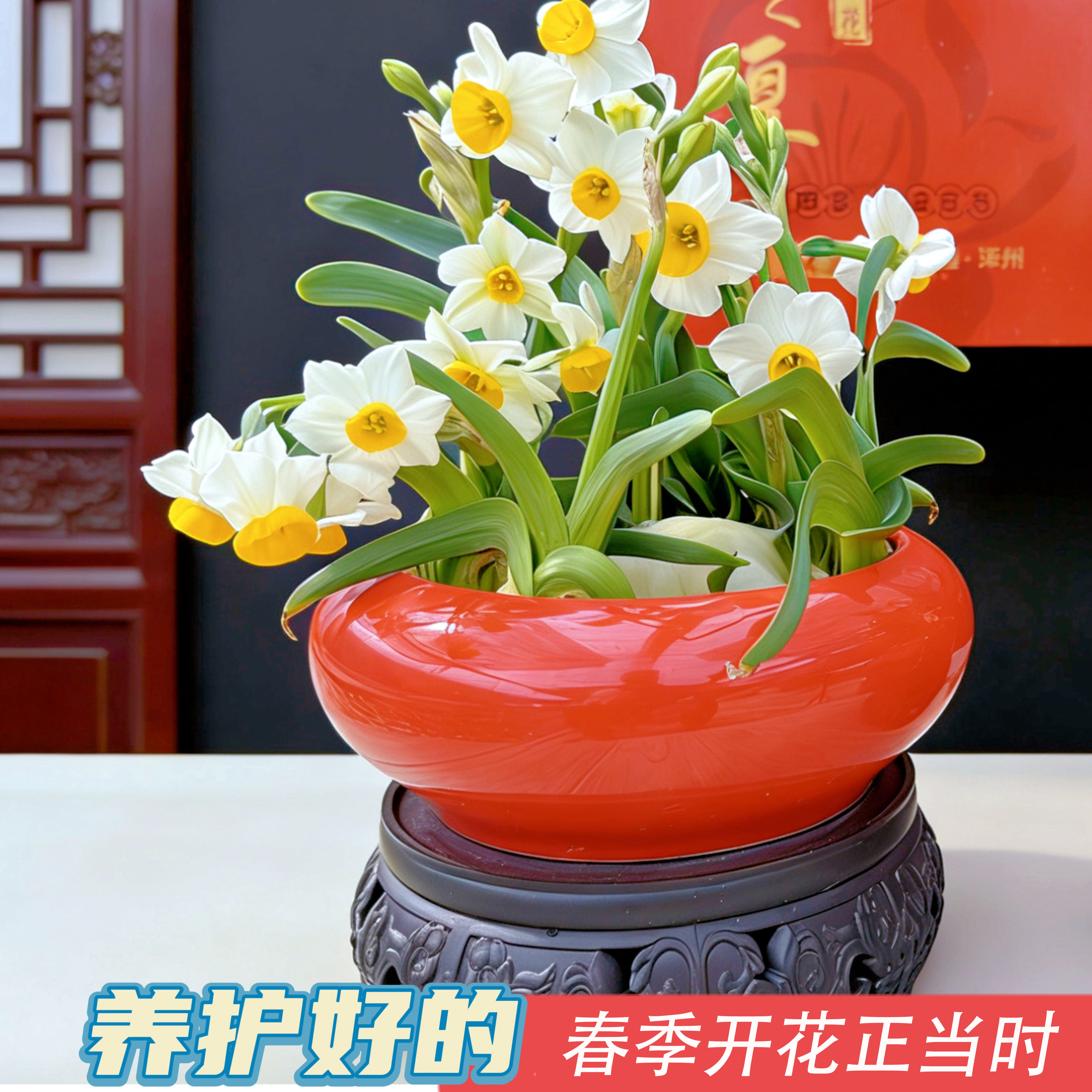 水仙盆栽-水仙盆栽促销价格、水仙盆栽品牌- 淘宝