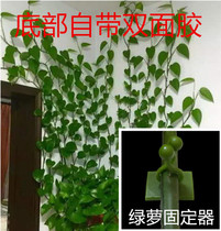 Green dill holder Green plant vine climbing wall plant Liana fixing artifact Climbing sticky double-sided wall clip