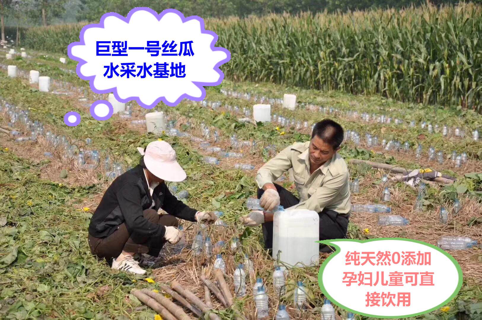 Farm collection of all-natural silk melon water raw liquid 500ml without added melon stem water pregnant women can drink to buy 2 send 1