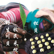 10g Sichuan Abba Wild Wuthiechuan Fritillaria Wild Songbei Beat Sichuan Bay Powder Non-Pingbei Chinese Herbal Medicine