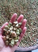 Sichuan 2021 dry broad beans 5 catties of farmers to grow Black Beans beans green beans peas green beans peas