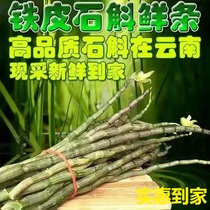 Huoshan iron Dendrobium fresh strips three-year-old dendrobium 500g fresh iron maple bucket