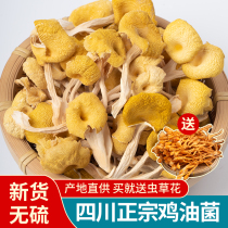 Sichuan Chicken Oil Bacteria Dry Goods 250g Golden Mushrooms Elm Mushrooms Mushrooms Mushrooms Great Cool Mountain Terse Yellow Silk Fungus Gold Top Mushroom