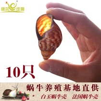 Food and beverage edible snail shell White Jade snail shell French snail shell French snail shell hermit crab replacement shell