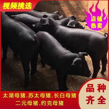 牛世界精猪　 母猪-母猪促销价格、母猪品牌- 淘宝