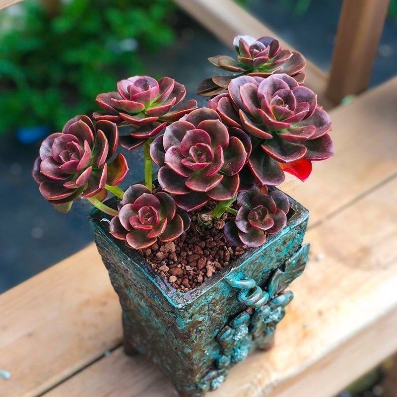多肉植物 アエオニウム ❤️小葉香炉皿法師缀化❤️23cm!拔き苗！3年生老桩 多肉植物 アエオニウム ❤️小葉香炉皿法師缀化❤️23cm!拔き苗！3年生