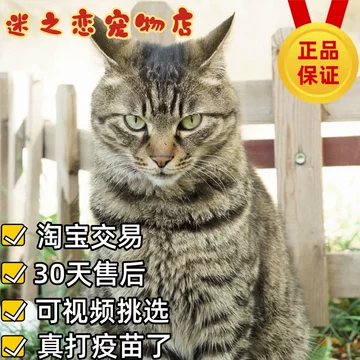 花狸猫-花狸猫促销价格、花狸猫品牌- 淘宝