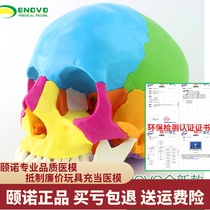 ENOVO Yinuo medical use decomposable human skull model micro plastic cosmetic oral skull skull removable 22 parts skull bone color separation skull bone structure Assembly plastic surgery