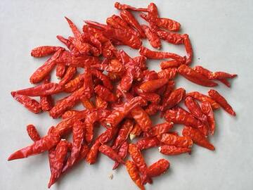 实体批发 调味品 正宗越南本土辣椒王 野山椒 望天辣椒 武器辣椒 500g