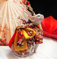 Sphinx hairless cat clothes and kimono Devon pet dog autumn and winter new dress handmade flower bow pendant