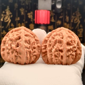 三角白狮子核桃一物一图-三角白狮子核桃一物一图促销价格、三角白狮子