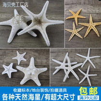 Super Sea Star Specimen Natural Five-Finger Overlord Starfish Decorative Pendant Mediterranean Terrace Window Shooting Props